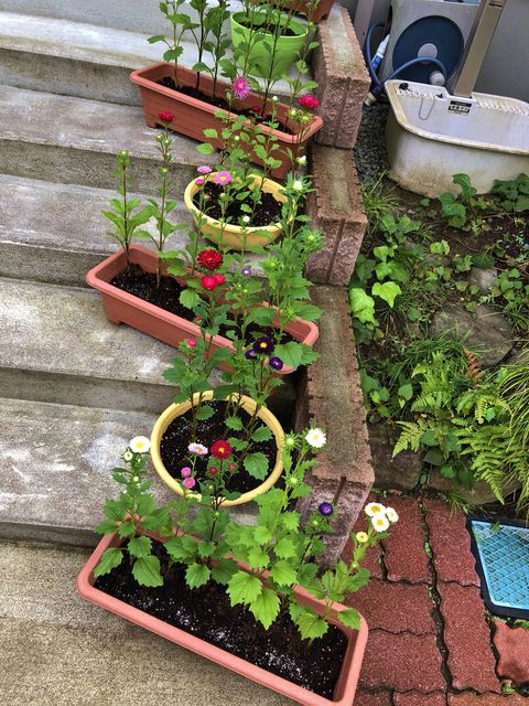 種から育てたアスター 今 生きている その日に感じた心を綴ろう