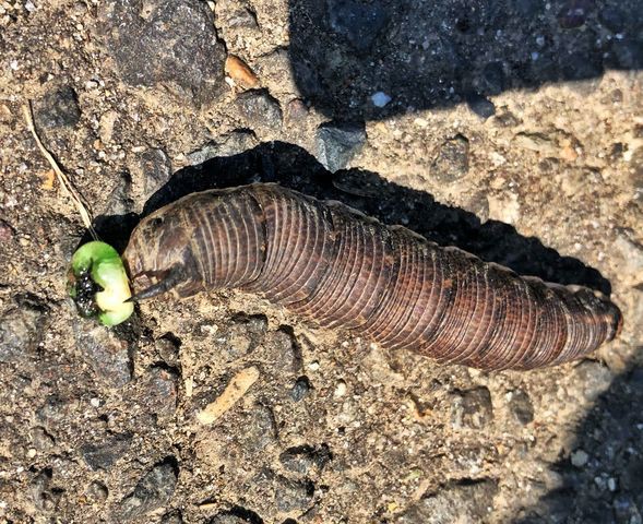 芋虫がニョロニョロと 今 生きている その日に感じた心を綴ろう