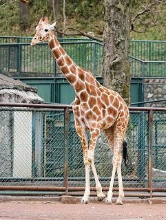 夢や箱庭に登場する象徴についてのメモ キリン こころのスケッチ