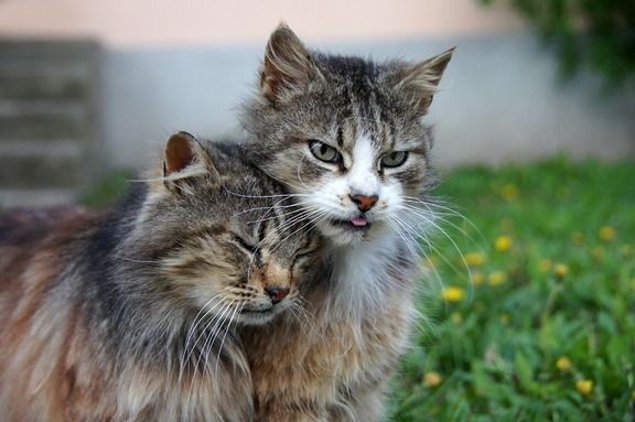 イケメン美人な動物の画像 ひまログちゃんねる