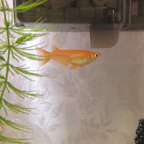 引越し 乱暴メダカ その後 隔離 賢空の仏教三回転半