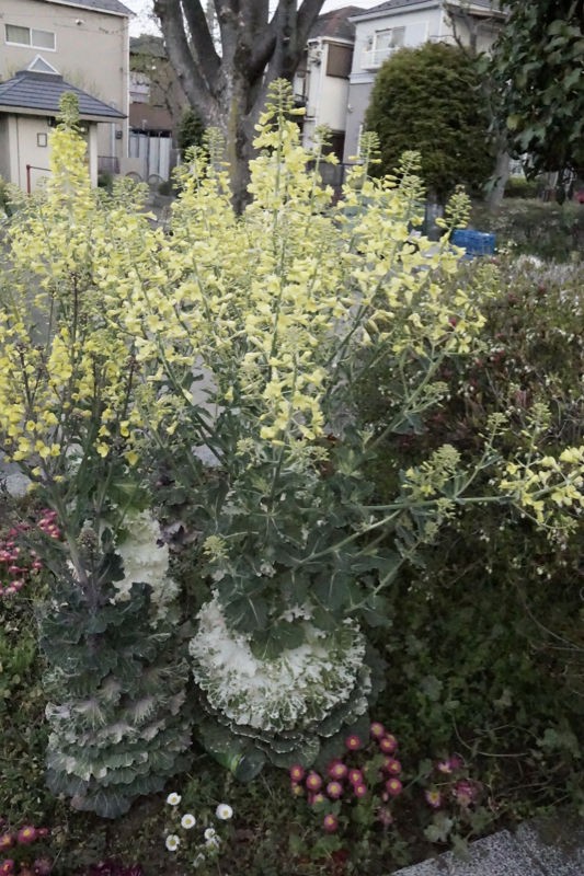 葉牡丹の花 新 バイクで走ると気持ちがいい