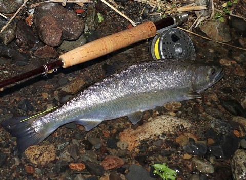 居着き山女魚34 5cm フライマンの詩