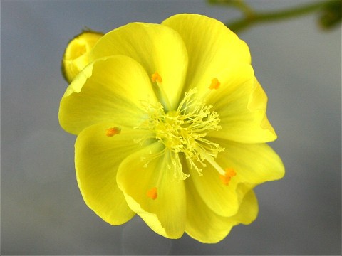 8枚花弁の花 Kentの食虫植物日誌