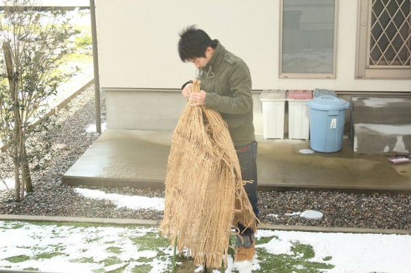 レモンの木が突然の落葉 諦めないで まだ間に合うかもしれません 子育ては楽しまなな