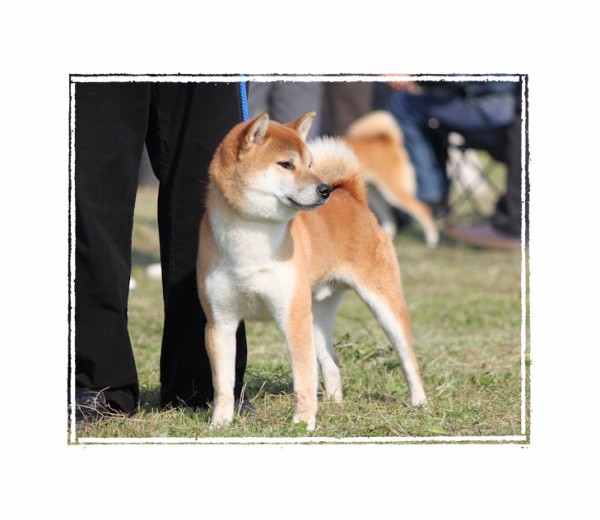日本犬 (1972年) 街の人気者。日本犬・狆。ペットルームあおき（旧：青木鳥獣店）