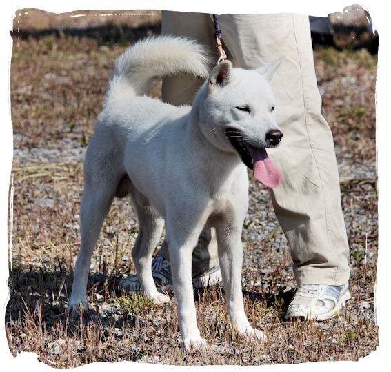 絶版希少本 年鑑 紀州犬・四国犬 日本犬保存会 全国各支部当時