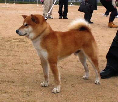 第106回日本犬全国展覧会- ～素晴らしい日本犬の巻～ : Day by
