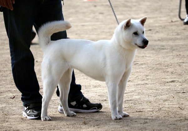 全国展を振り返って☆ : Day by Day ~紀州犬犬舎 健悠庵のブログ~