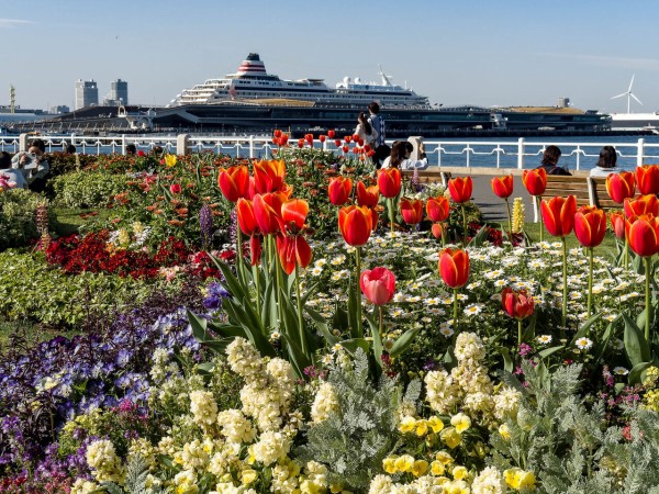 ヨコハマお花畑 Kenji4908のブログ