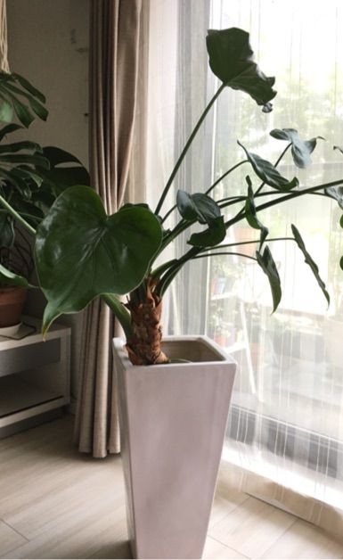 シマクワズイモの植替え 枯れ木も山のにぎわい