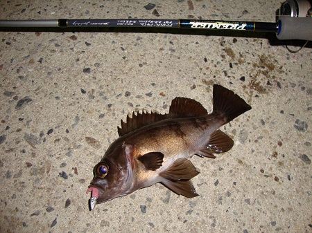 ダイコー プレミア PMRR-74tb : ワームでポン！