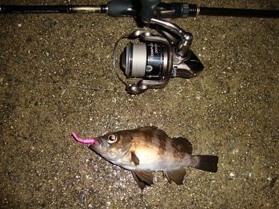 シーバス用 自作ワーム ワームでポン