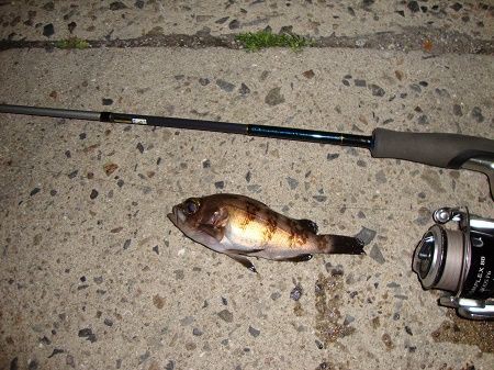 ダイコー プレミア PMRR-74tb : ワームでポン！