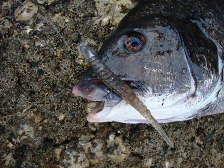 クロダイロッドで黒鯛 ワームでポン