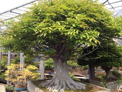 ドラえもん かみなりさん 日本を代表するオヤジです けやき屋さん