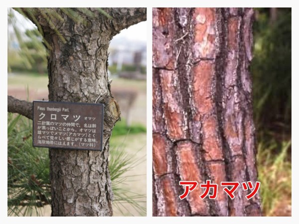 無料ダウンロード 松の木 松 種類 見分け方 ガンダム 壁紙