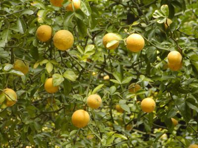 No 606 からたちの実 古田けいじのブログ