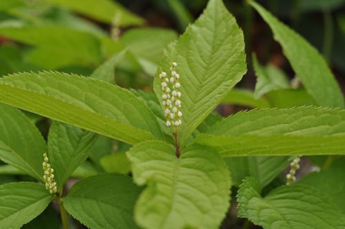 No 2 わが狭庭の植物図鑑 5 二人静 古田けいじのブログ