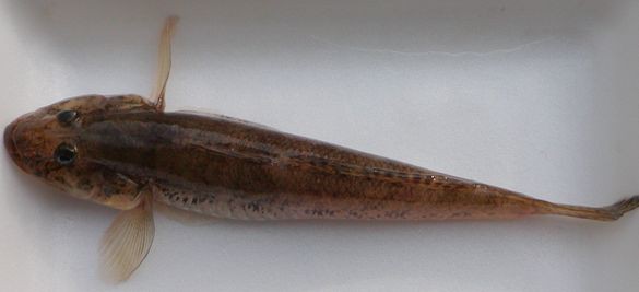 No 603 はぜ釣り 古田けいじのブログ