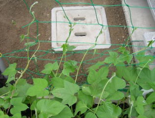 ほかもの 朝顔日記 つるが伸びてきた それから