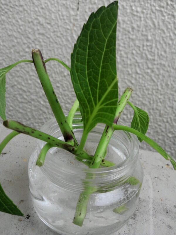 あじさいの挿し木 お金をかけないメダカ飼育とベランダ菜園 あじさいの挿し木 お金をかけないメダカ飼育とベランダ菜園