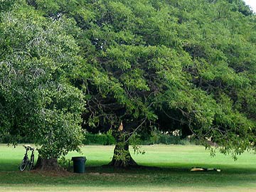 木陰で眠る ヨコ旅
