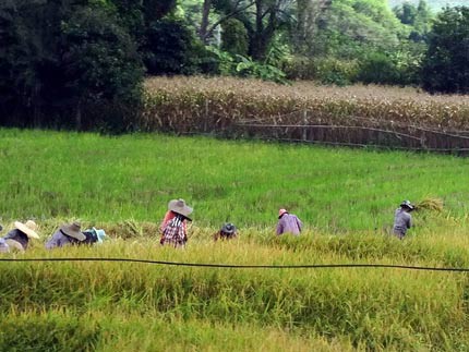 タイ北部の田舎風景 ヨコ旅