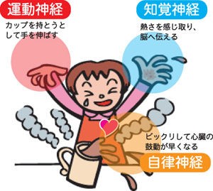 知覚神経