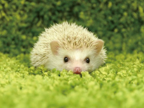 動物 どうしてここまで 肥満症のハリネズミが公園で発見される 強制ダイエット治療に 英国 黄色速報のblog