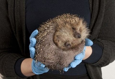 動物 どうしてここまで 肥満症のハリネズミが公園で発見される 強制ダイエット治療に 英国 黄色速報のblog