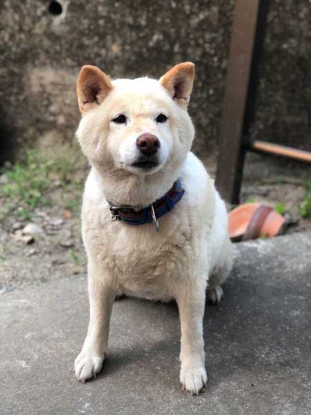 悲報 マムシに噛まれた犬 貫禄をつけてしまうｗｗｗｗｗｗｗｗｗｗ なん速