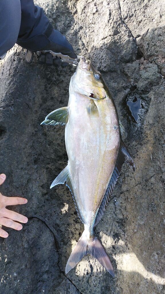 年 八丈島釣行 週末アングラーの備忘録