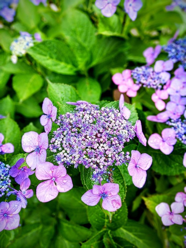 ひょこたん池公園の紫陽花 18年6月 松前町 新 愛媛さすらい日記