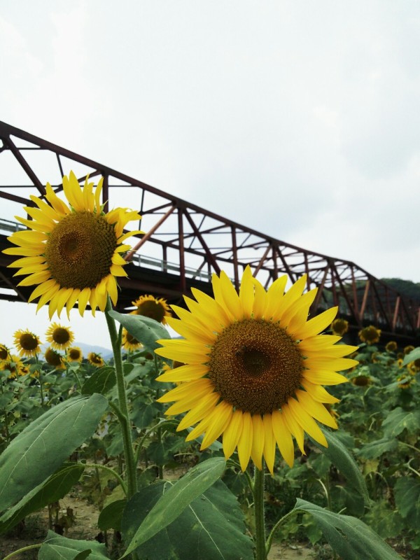 五郎河川敷のひまわり 16年8月 大洲市 新 愛媛さすらい日記