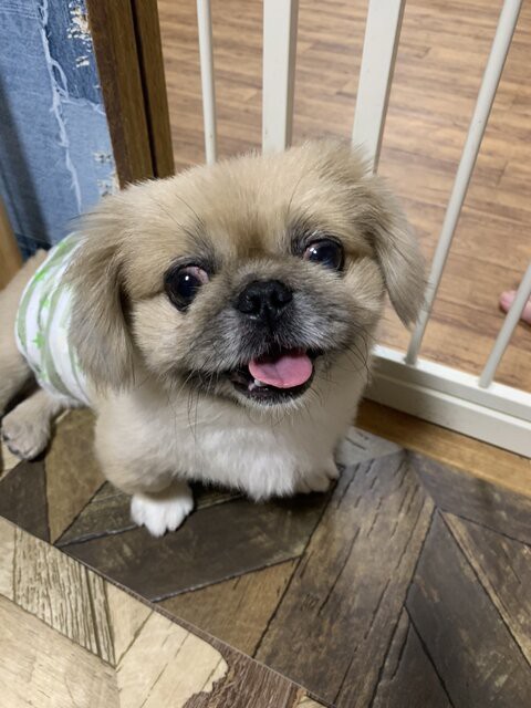 ペキニーズの男の子 引き取り ケセラセラ 岡山 保護犬からまだ見ぬ里親様へ