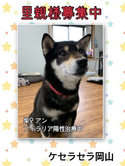 黒柴 アンちゃん 里親会お休みします ケセラセラ 岡山 保護犬からまだ見ぬ里親様へ