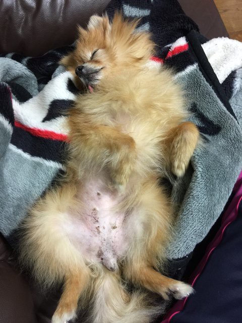 ポメラニアン りんずちゃん 幸せお便り 卒業犬 ケセラセラ 岡山 保護犬からまだ見ぬ里親様へ