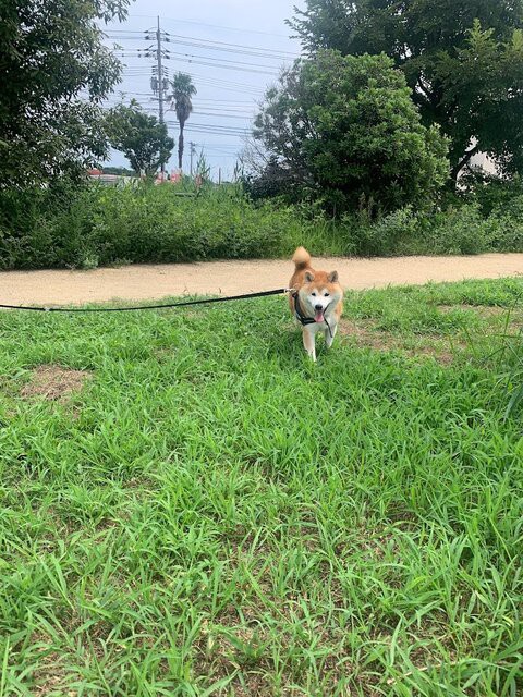 柴 しんぺいた君 お散歩 ケセラセラ 岡山 保護犬からまだ見ぬ里親様へ
