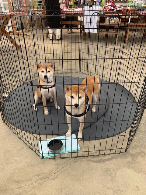 21 10 10 里親会in農マル園芸ご報告 ケセラセラ 岡山 保護犬からまだ見ぬ里親様へ