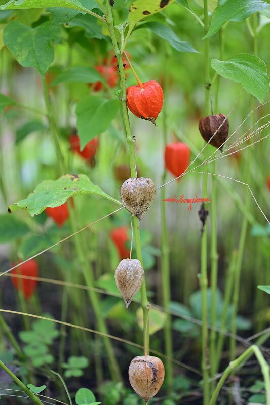 ホオズキ きまぐれ自然散策記