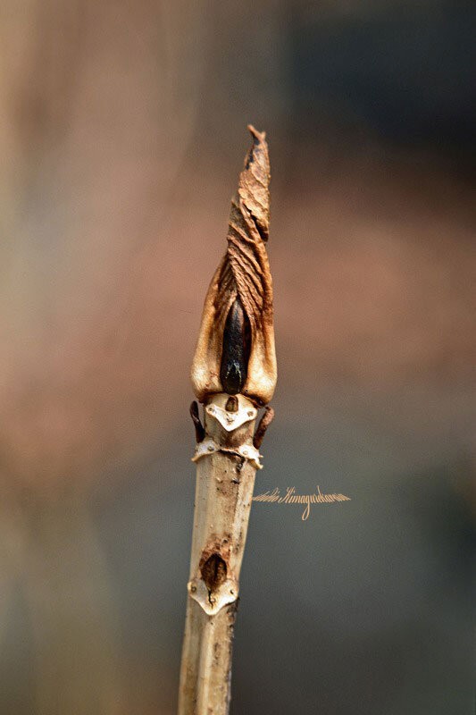 アジサイリアンたち アジサイ編 きまぐれ自然散策記