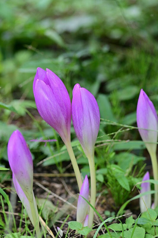 コルチカムが咲き始めた きまぐれ自然散策記