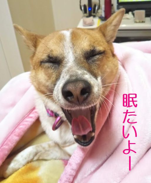 眠たいよー 散歩行きたくないよー 野犬だったこじろう