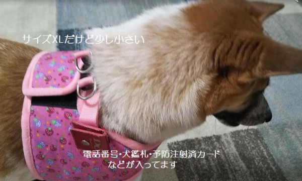 ハーネス買い替え 野犬だったこじろう