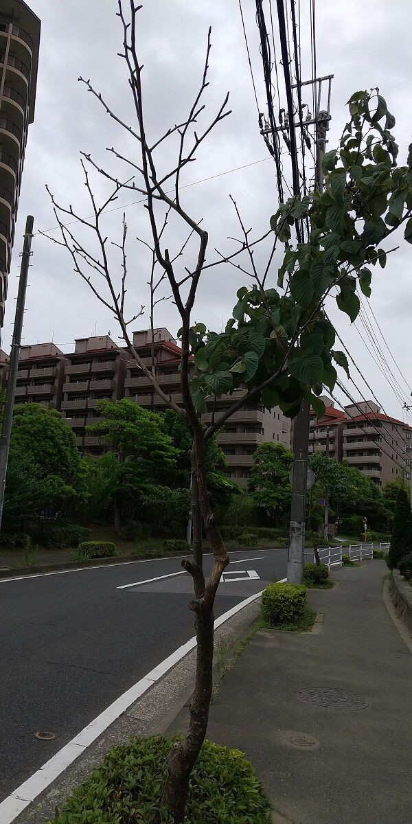 瑞穂のハンカチの木＆ハスの花＆ヤマモモの木の改善へ : 日本共産党