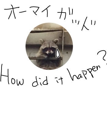 話題のアライグマ American Dream Powered By ライブドアブログ