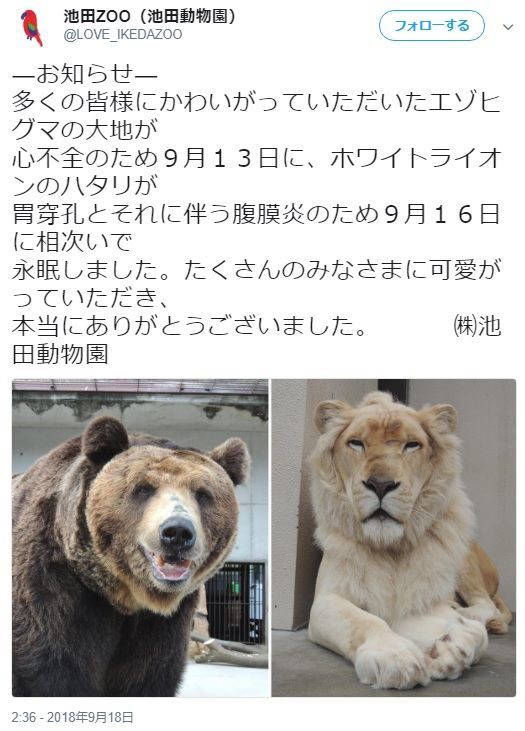 岡山県 天皇陛下の実姉が園長を務める 池田動物園 存続チャリティ おかフェス開催 エゾヒグマの 大地 とホワイトライオンの ハタリ 死亡発表 Metoo キムチうどん県民