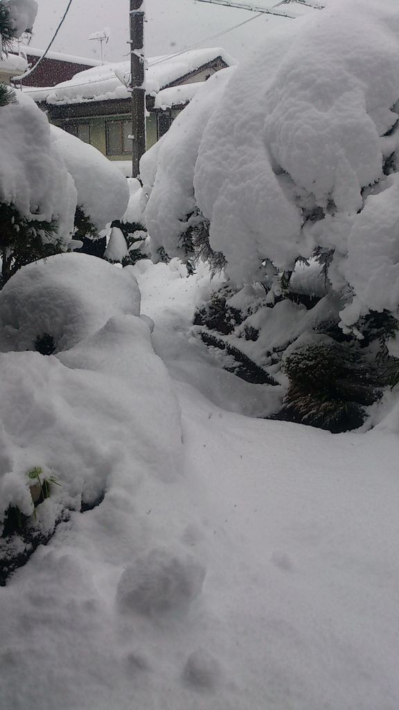 郡上八幡大雪警報 郡上八幡きなこのおめめ見えなくても ねこのて