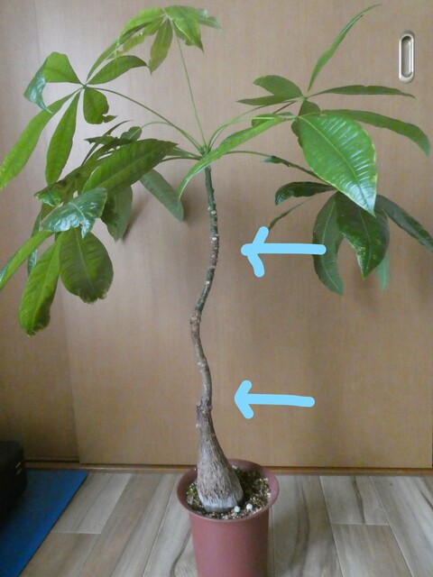 大きくなりすぎた観葉植物を切る！【仕立て直し】 : *green life*